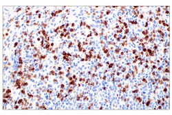 Cell Signaling Technology&nbsp;CD7 E4G1Q XP R  Rabbit mAb