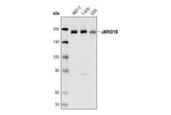 Cell Signaling Technology&nbsp;JARID1B Antibody 20 ul