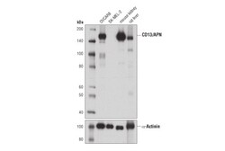 Cell Signaling Technology&nbsp;CD13/APN D6V1W Rabbit mAb 10