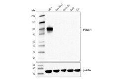 Cell Signaling Technology&nbsp;VCAM-1 D2T4N Rabbit mAb 100