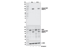Cell Signaling Technology&nbsp;Cleaved-PARP Asp214 E2T4K
