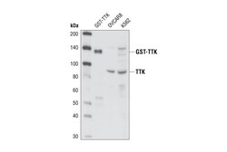 Cell Signaling Technology&nbsp;TTK Antibody 20 ul