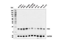 Cell Signaling Technology&nbsp;FIS1 E3K9O Rabbit mAb 100 ul