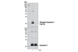 Cell Signaling Technology&nbsp;Phospho-Caveolin-1 Tyr14 Ant