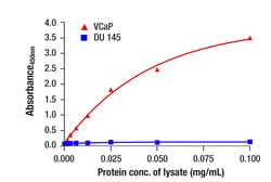 Cell Signaling Technology&nbsp;Androgen Receptor Carboxy-ter