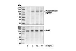 Cell Signaling Technology&nbsp;Phospho-Gab1 Tyr307 Antibody