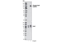 Cell Signaling Technology&nbsp;Phospho-Gab1 Tyr627 C32H2