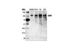 Cell Signaling Technology&nbsp;Gab1 Antibody 20 ul