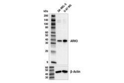 Cell Signaling Technology&nbsp;ARH3 E8A6G Rabbit mAb 100 ul