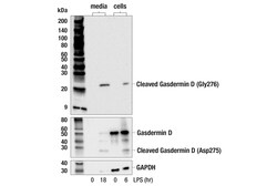 Cell Signaling Technology&nbsp;Cleaved Gasdermin D Gly276