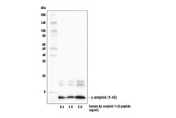 Cell Signaling Technology&nbsp;beta-Amyloid 1-43 E8C2D Ra