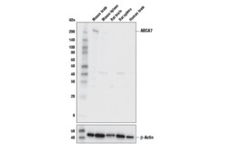 Cell Signaling Technology&nbsp;ABCA7 Antibody 100 ul