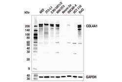 Cell Signaling Technology&nbsp;COL4A1 E9T4L Rabbit mAb 100