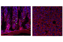 Cell Signaling Technology&nbsp;Ghrelin D4K1W Rabbit mAb 100