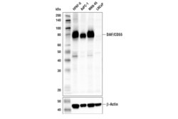 Cell Signaling Technology&nbsp;DAF/CD55 E7G2U XPR Rabbit