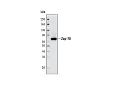 Cell Signaling Technology&nbsp;Zap-70 D1C10E XPR Rabbit m