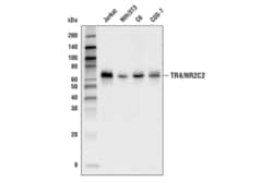 Cell Signaling Technology&nbsp;TR4/NR2C2 E1T8N Rabbit mAb 1
