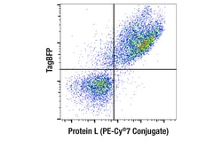 Cell Signaling Technology&nbsp;Protein L PE-CyR7 Conjugate