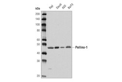 Cell Signaling Technology&nbsp;Pellino-1 D2Z4F Rabbit mAb 1
