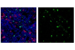 Cell Signaling Technology&nbsp;Ly-6G/Ly-6C Gr-1 RB6-8C5 R
