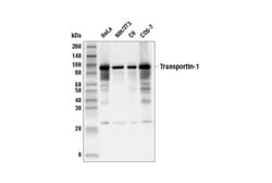 Cell Signaling Technology&nbsp;Transportin-1 E7X4Z Rabbit m