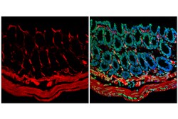Cell Signaling Technology&nbsp;Caveolin-1 D46G3 XPR Rabbi