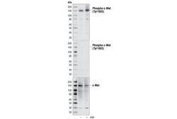 Cell Signaling Technology&nbsp;Phospho-Met Tyr1003 13D11