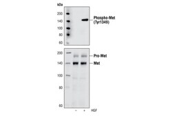 Cell Signaling Technology&nbsp;Phospho-Met Tyr1349 130H2