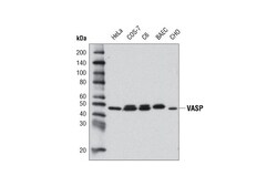 Cell Signaling Technology&nbsp;VASP 9A2 Rabbit mAb 20 ul