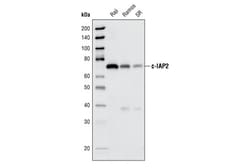 Cell Signaling Technology&nbsp;c-IAP2 58C7 Rabbit mAb 20 ul
