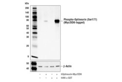 Cell Signaling Technology&nbsp;Phospho-Optineurin Ser177 E