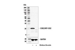 Cell Signaling Technology&nbsp;COX2/MT-CO2 Antibody 100 ul