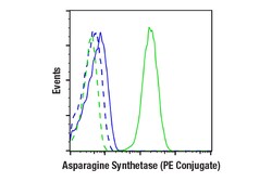Cell Signaling Technology Asparagine Synthetase E6C2C
