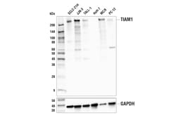 Cell Signaling Technology&nbsp;TIAM1 E5T7H Rabbit mAb 100 u