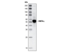 Cell Signaling Technology HNF4-alpha C11F12 Rabbit mAb
