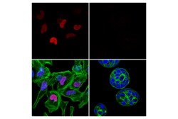 Cell Signaling Technology c-Jun 60A8 Rabbit mAb Alexa