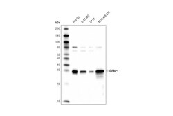 Cell Signaling Technology&nbsp;IGFBP1 D4E9T XPR Rabbit mA
