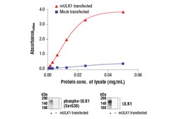 Cell Signaling Technology PathScanR RP Phospho-ULK1 S