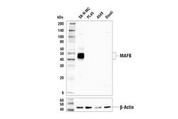 Cell Signaling Technology&nbsp;MAFB E3O9X Rabbit mAb 100 ul