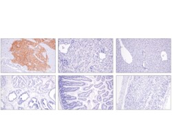 Cell Signaling Technology Adora2a/Adenosine Receptor A2a