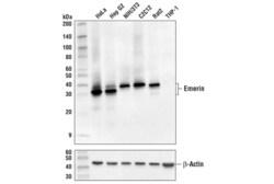 Cell Signaling Technology&nbsp;Emerin D3B9G XPR Rabbit mA