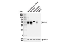 Cell Signaling Technology&nbsp;GAP43 E1U1D Mouse mAb 100 ul