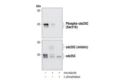 Cell Signaling Technology Phospho-cdc25C Ser216 63F9