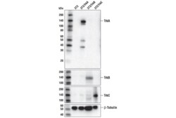 Cell Signaling Technology&nbsp;TrkA D7U3A Rabbit mAb 100 ul