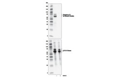 Cell Signaling Technology INK128 5 mg