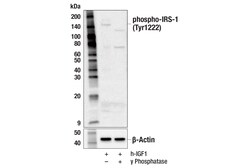 Cell Signaling Technology&nbsp;Phospho-IRS-1 Tyr1222 Antibo