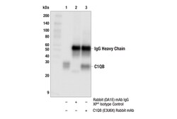 Cell Signaling Technology&nbsp;C1QB E3U6X Rabbit mAb 100 ul