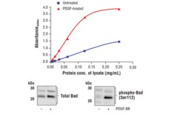 Cell Signaling Technology FastScantm Phospho-Bad Ser1
