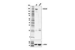 Cell Signaling Technology&nbsp;COL3A1 Antibody 100 ul