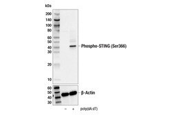 Cell Signaling Technology&nbsp;Phospho-STING Ser366 E9A9K